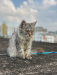 Persian Cat